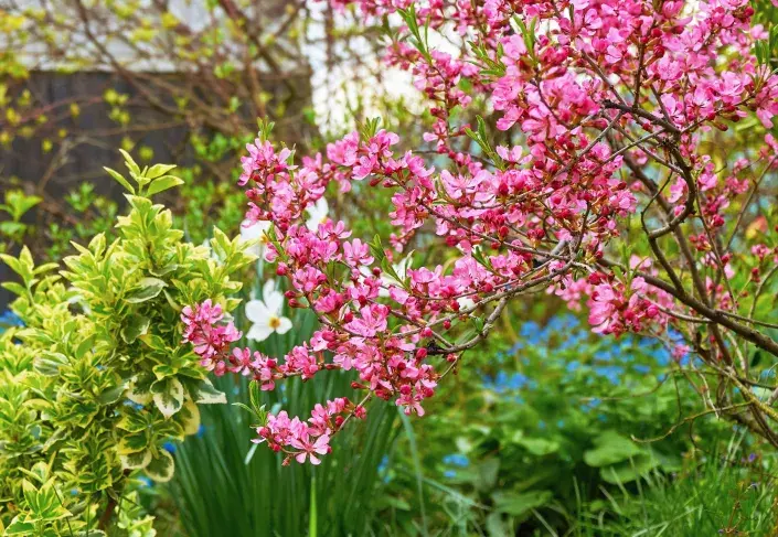 Mandloň nízká (Prunus tenella) Mandloň nízká (Prunus tenella)