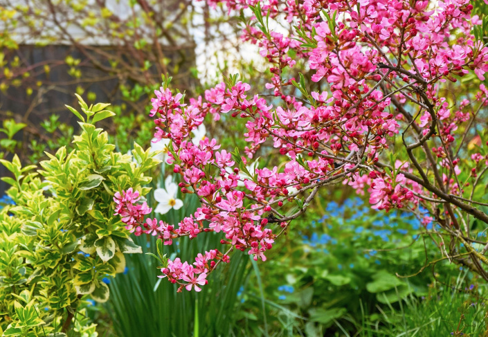 Mandloň nízká (Prunus tenella) 