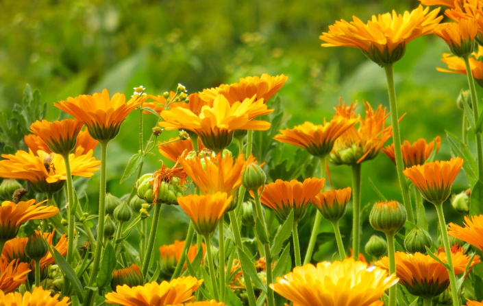 Měsíček lékařský (Calendula officinalis) 