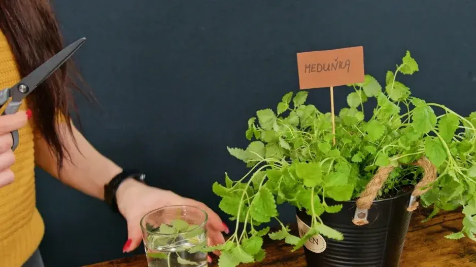 Bylinkový květináč: Vysaďte si na balkon bylinky, které nejčastěji používáte. Pro jistotu je označte jmenovkou