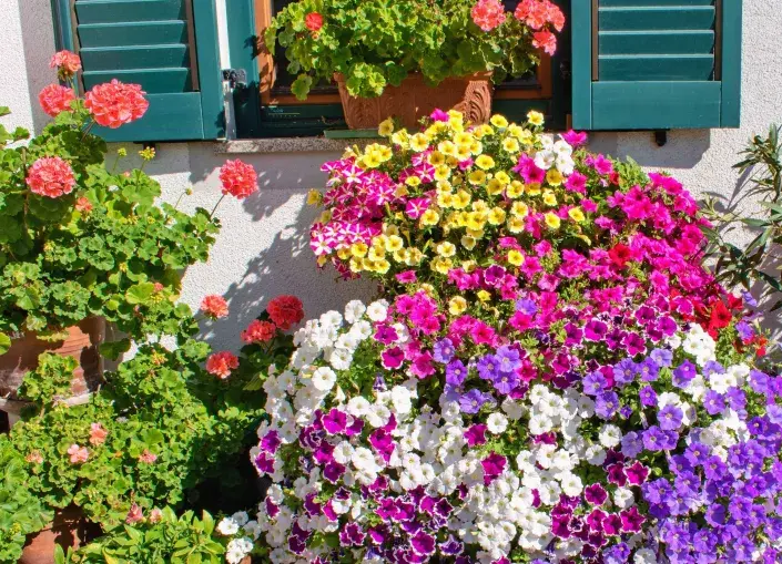 truhlíky horko truhlíky horko