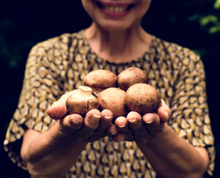 Pěstování žampionů 