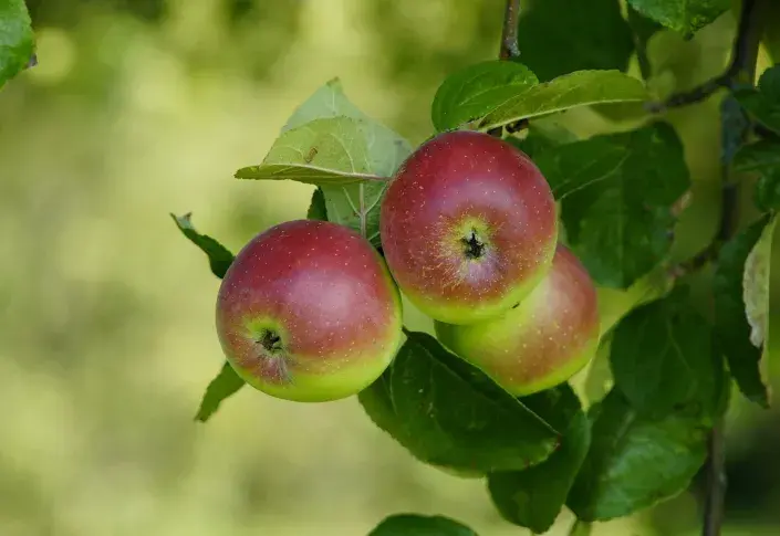 jabloně jaro jabloně jaro