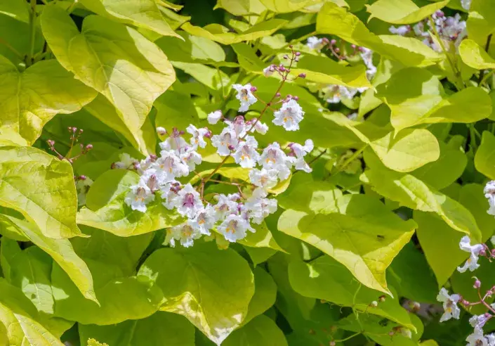 Katalpa trubačovitá (Catalpa bignoioides) 