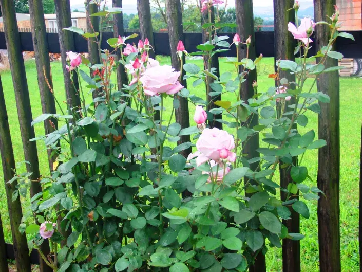 Choroby růží Choroby růží