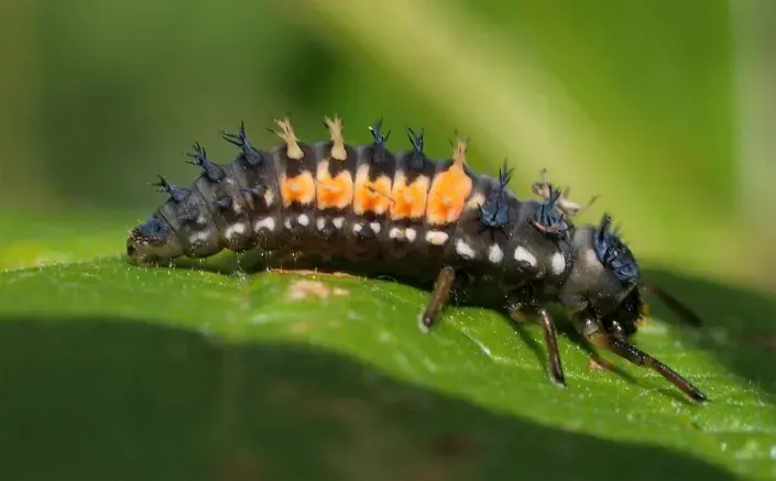 Larva berušky 