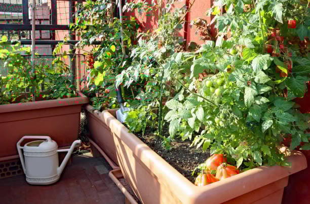 Jedlý balkon