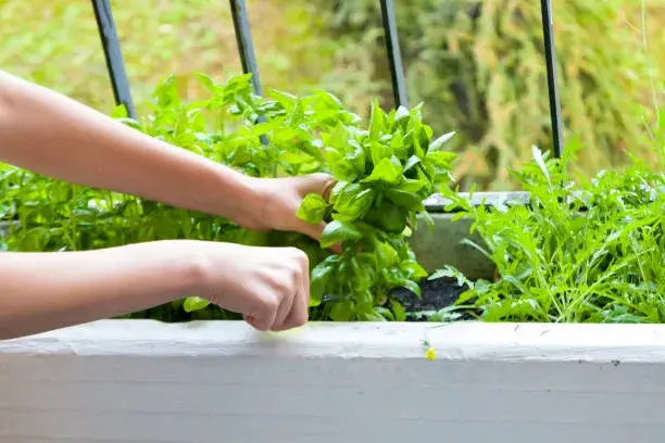 Pěstování bylinek