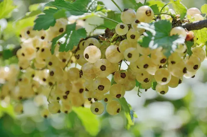 Bílý rybíz (Ribes rubrum) 