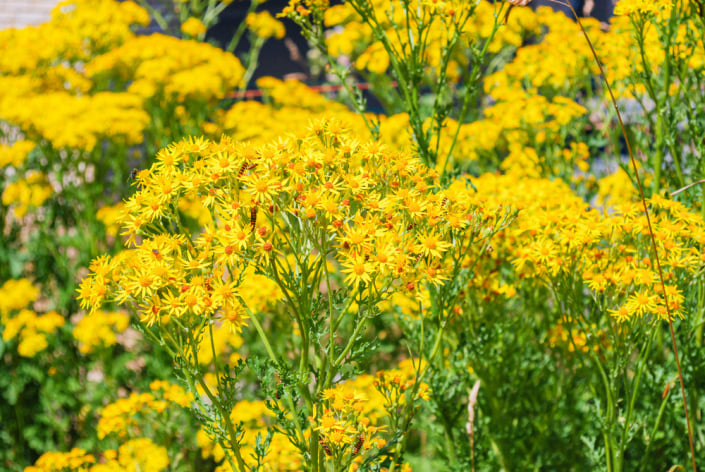 Starček úzkolistý (Senecio inaequidens) 