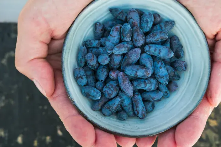 Kamčatská borůvka Kamčatská borůvka