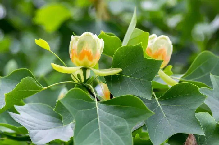 Liliovník tulipánokvětý (Liriodendron tulipifera) Liliovník tulipánokvětý (Liriodendron tulipifera)