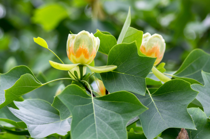 Liliovník tulipánokvětý (Liriodendron tulipifera)