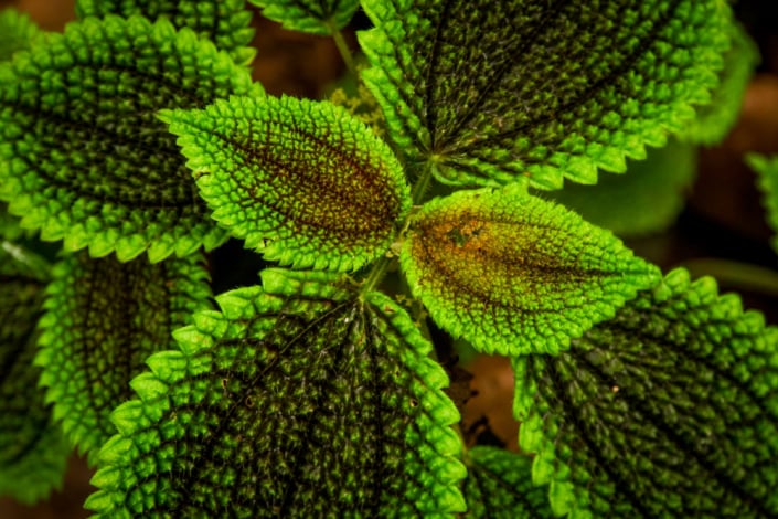 Pilea