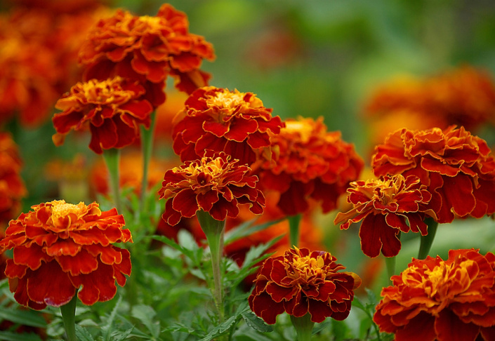 Afrikán neboli aksamitník rozkladitý (Tagetes patula) 