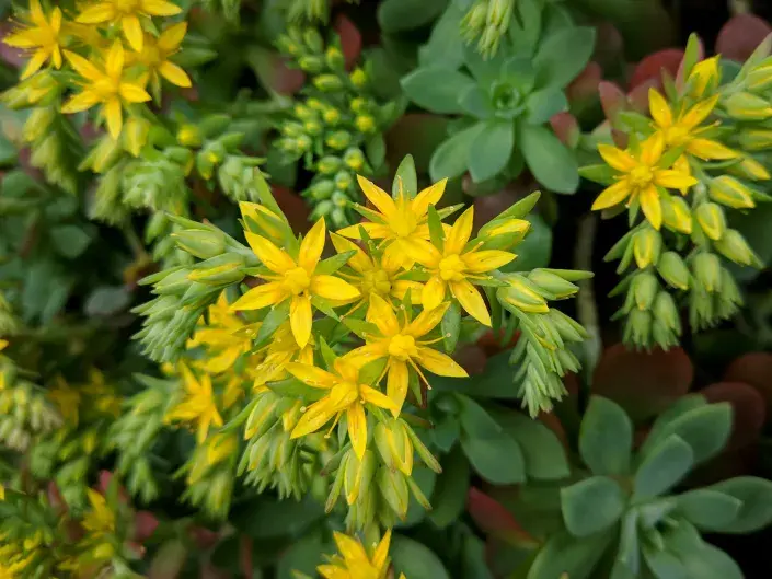 Rozchodník Rozchodník