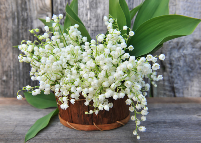 Konvalinka vonná (Convallaria majalis) 