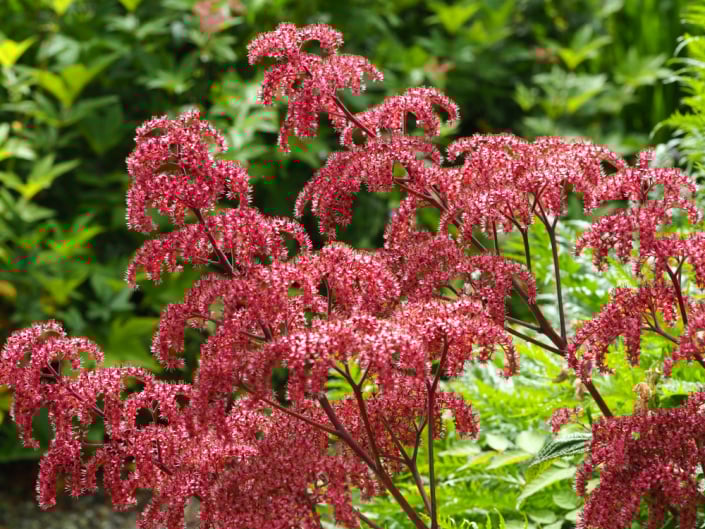 Rodgersie zpeřená (Rodgersia pinnata)