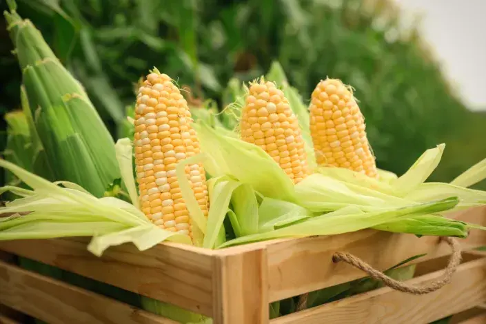 Kukuřice cukrová (Zea mays var. saccharata) 