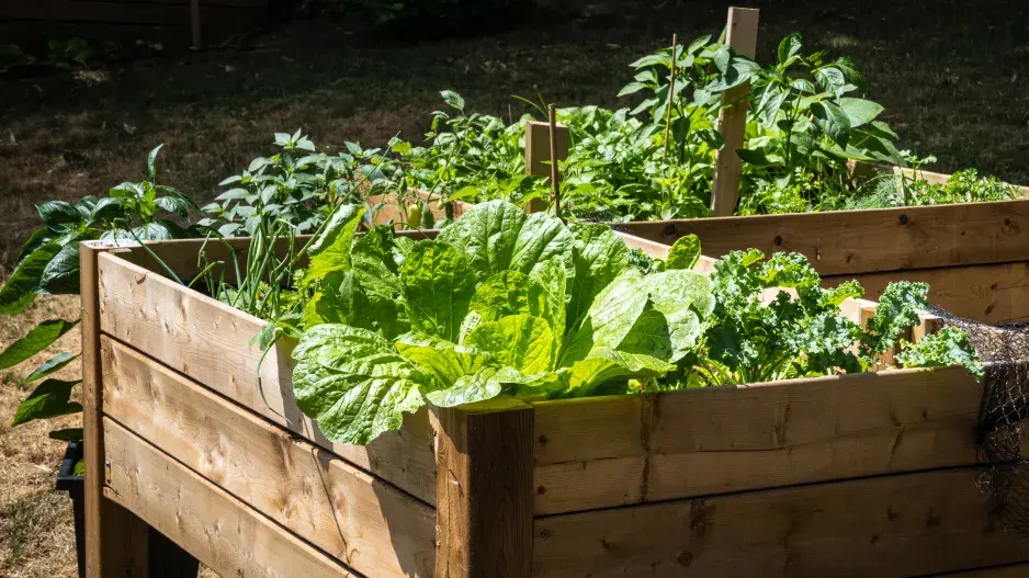 Postavte si vyvýšené záhony za víkend: 3 tipy k výběru dřeva, jeho ochraně a plnění