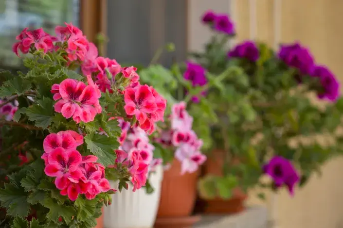 Pěstování muškátů