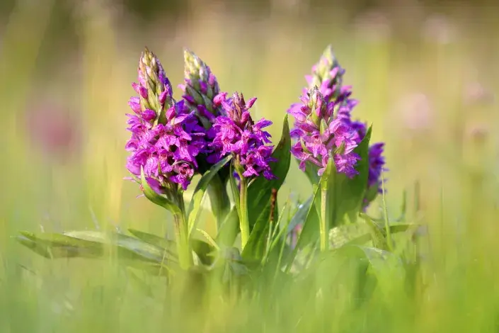 Prstnatec májový (Dactylorhiza majalis) Prstnatec májový (Dactylorhiza majalis)