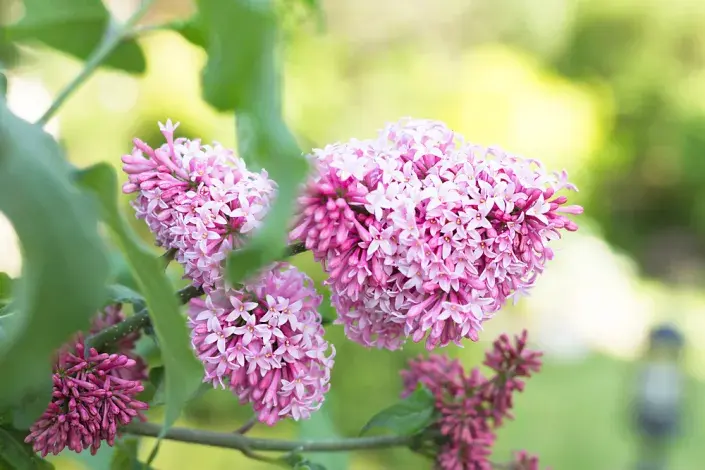 Šeřík karpatský, šeřík maďarský (Syringa josikaea) Šeřík karpatský, šeřík maďarský (Syringa josikaea)