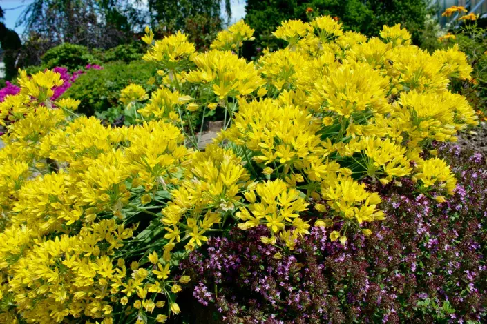 Česnek zlatožlutý (Allium moly) Česnek zlatožlutý (Allium moly)