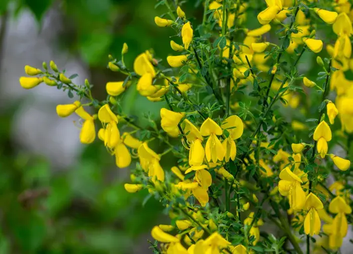 Janovec metlatý (Cytisus scoparius) 