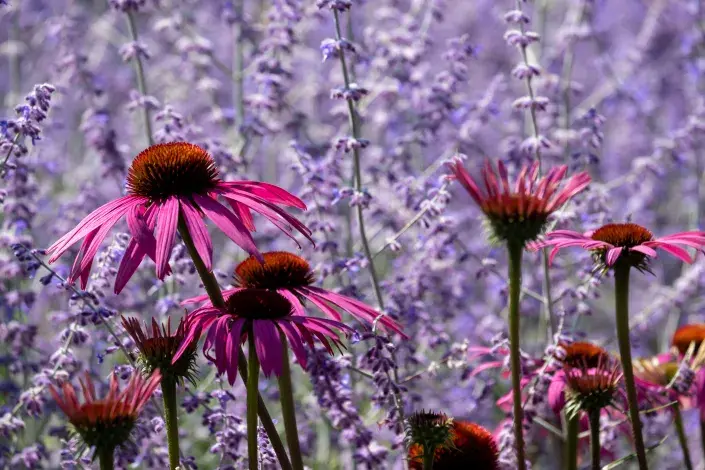 Perovskie neboli ruská šalvěj