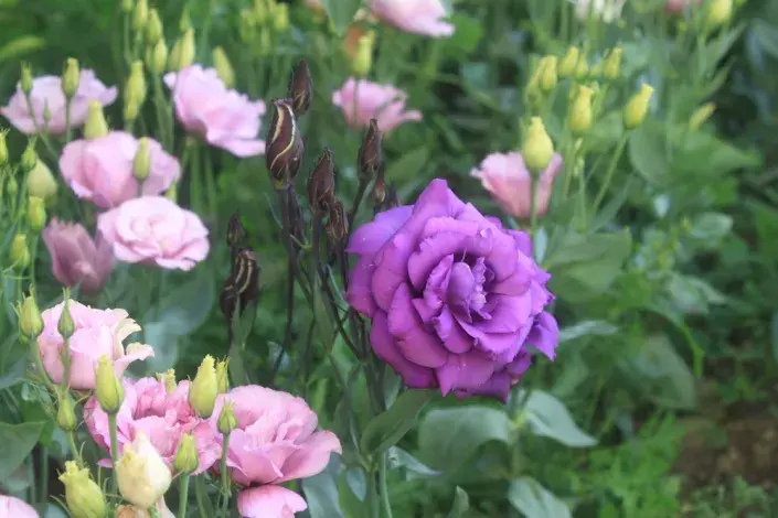 Eustoma (Eustoma grandiflorum) 