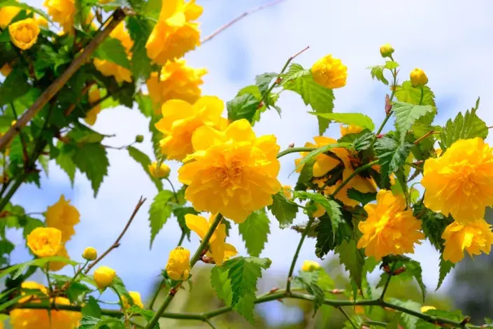 Zákula japonská (Kerria japonica) 