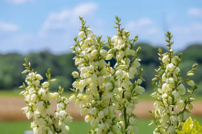 Juka vláknitá (Yucca filamentosa) Juka vláknitá (Yucca filamentosa)