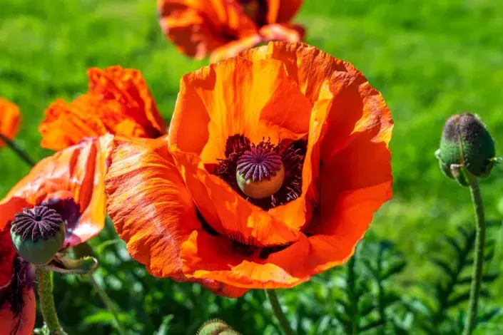 Mák východní (Papaver orientale) Mák východní (Papaver orientale)