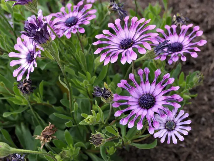 Kapská kopretina neboli osteospermum