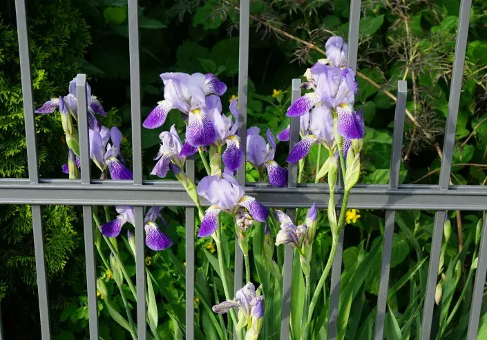 Kosatec německý (Iris x germanica) 