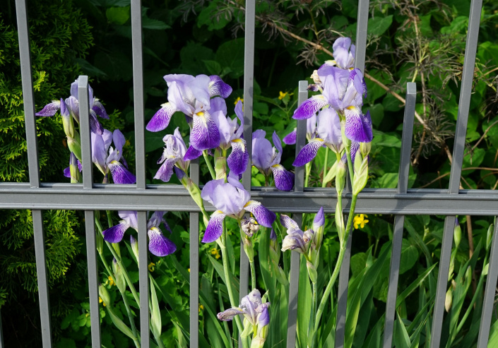Kosatec německý (Iris x germanica) 
