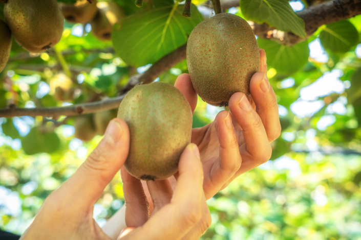 Kiwi neboli aktinídie