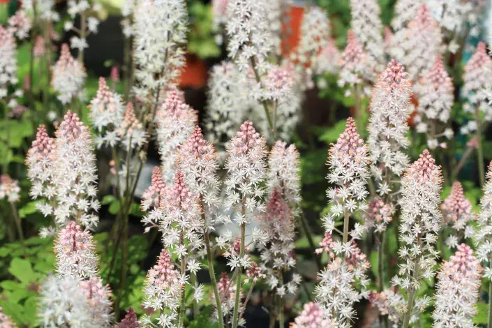 Mitrovnička Mitrovnička