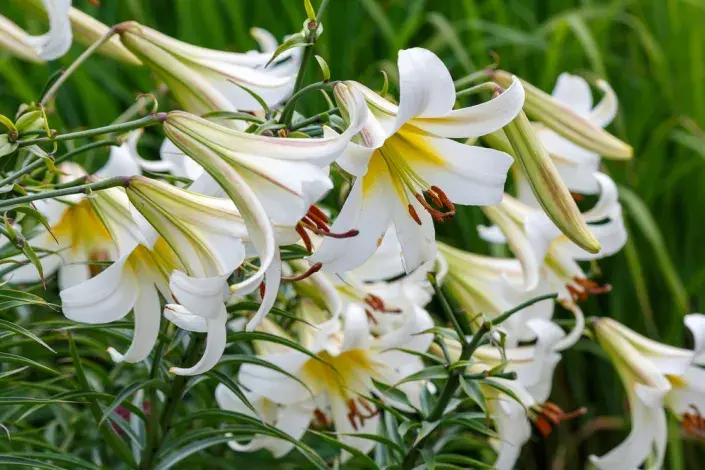 Lilie královská (Lilium regale) 