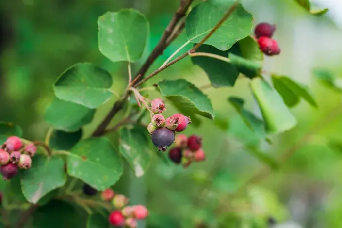 Muchovník - plody Muchovník - plody