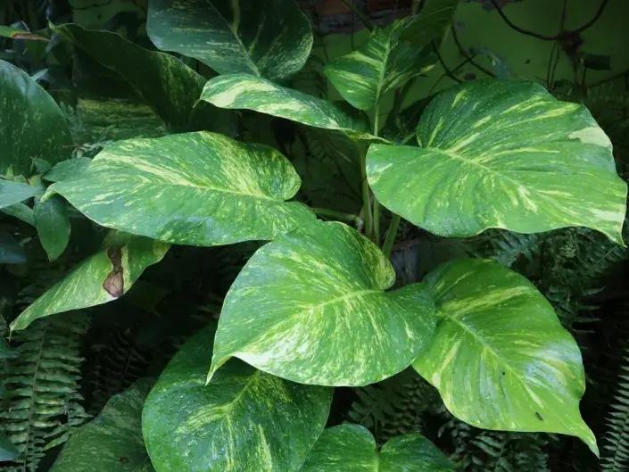 Scindapsus Scindapsus