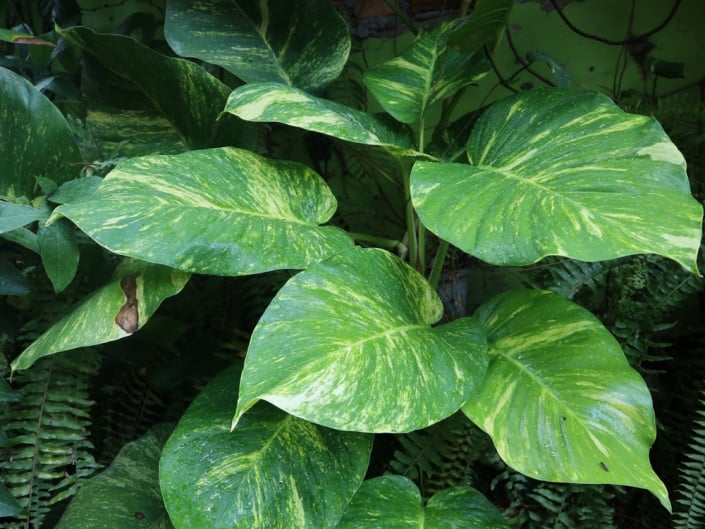 Scindapsus