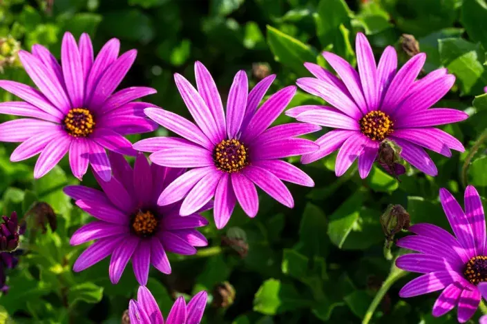 Paprskovka (Osteospermum) Paprskovka (Osteospermum)