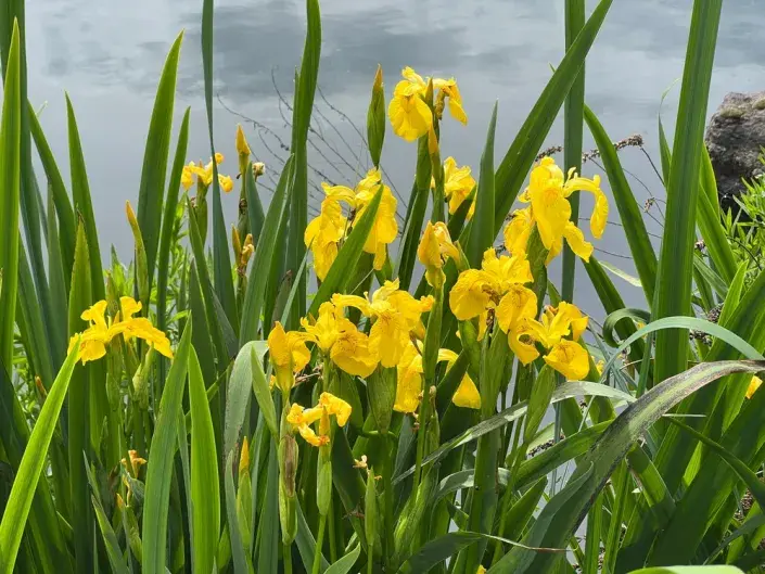 Kosatec žlutý (Iris pseudacorus) Kosatec žlutý (Iris pseudacorus)