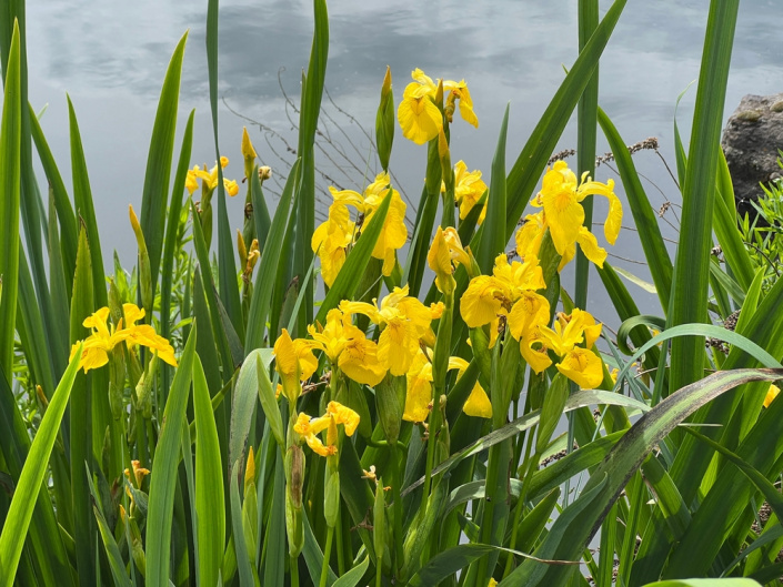 Kosatec žlutý (Iris pseudacorus) 