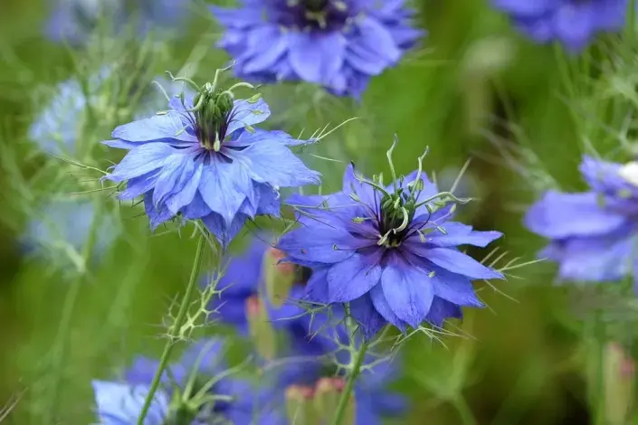 Černucha damašská (Nigella damascena)  Černucha damašská (Nigella damascena)