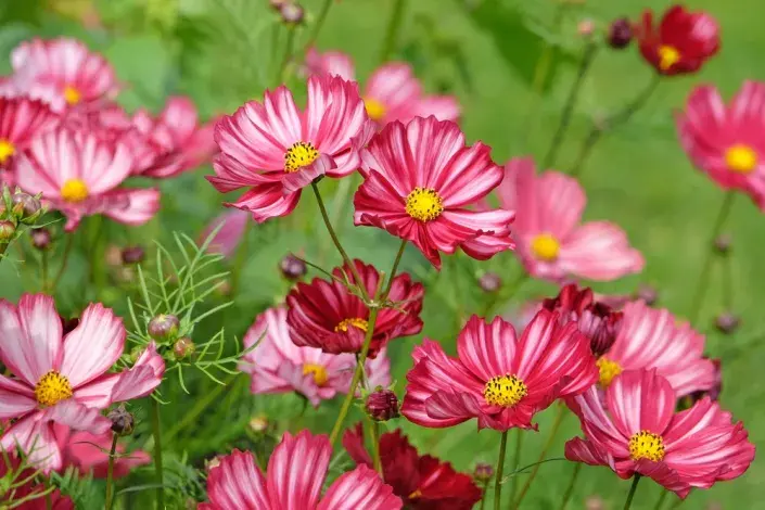 Krásenka zpeřená (Cosmos bipinnatus) Krásenka zpeřená (Cosmos bipinnatus)