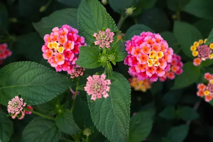 Libora (Lantana)