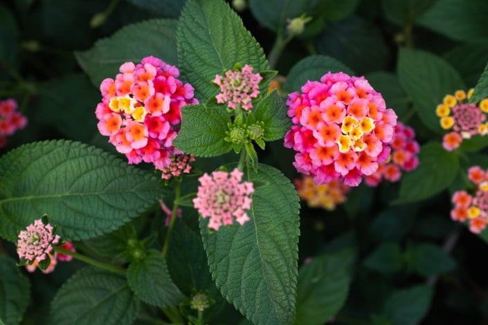 Libora (Lantana)